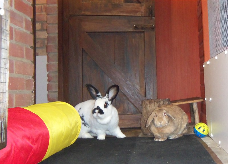 rabbit boarding Fareham Hampshire