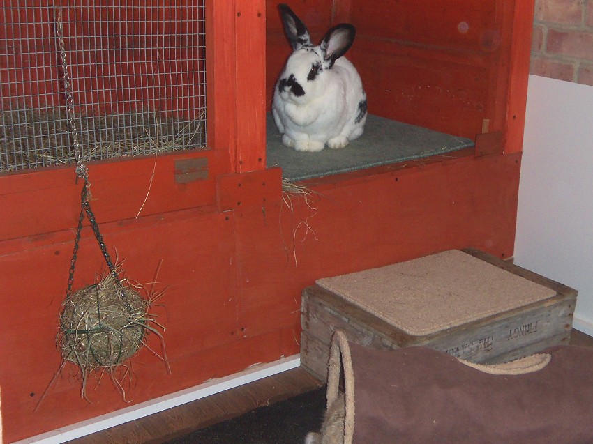 rabbit boarding Fareham Hampshire