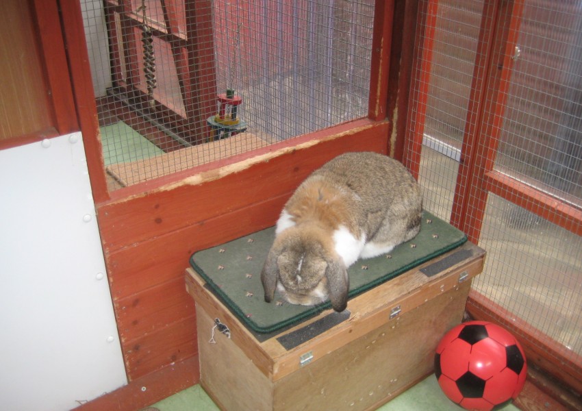 rabbit boarding Fareham Hampshire