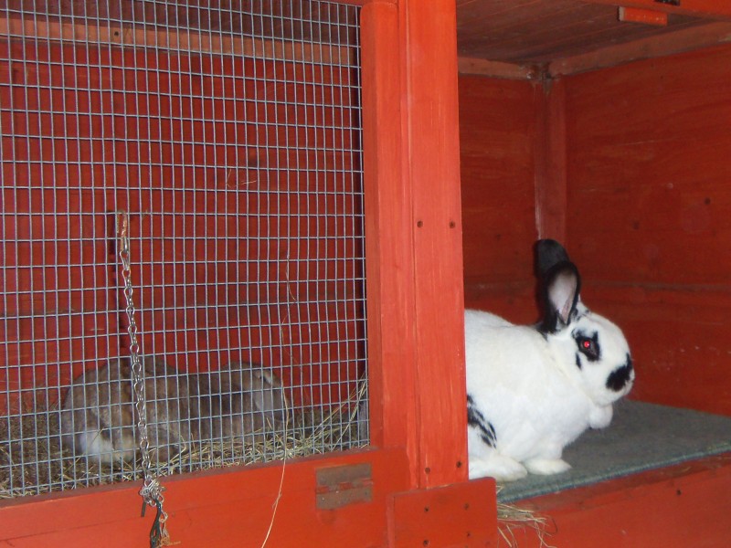 rabbit boarding Fareham Hampshire