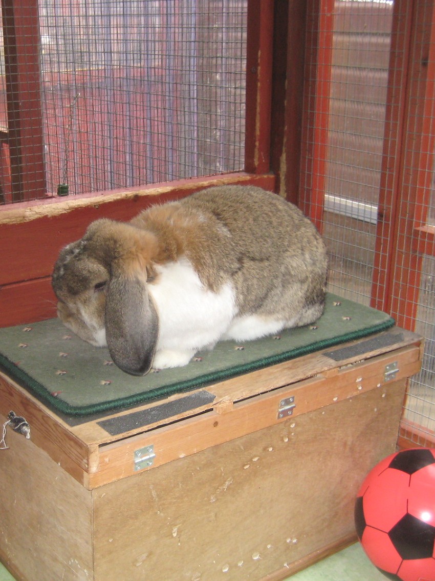 rabbit boarding Fareham Hampshire