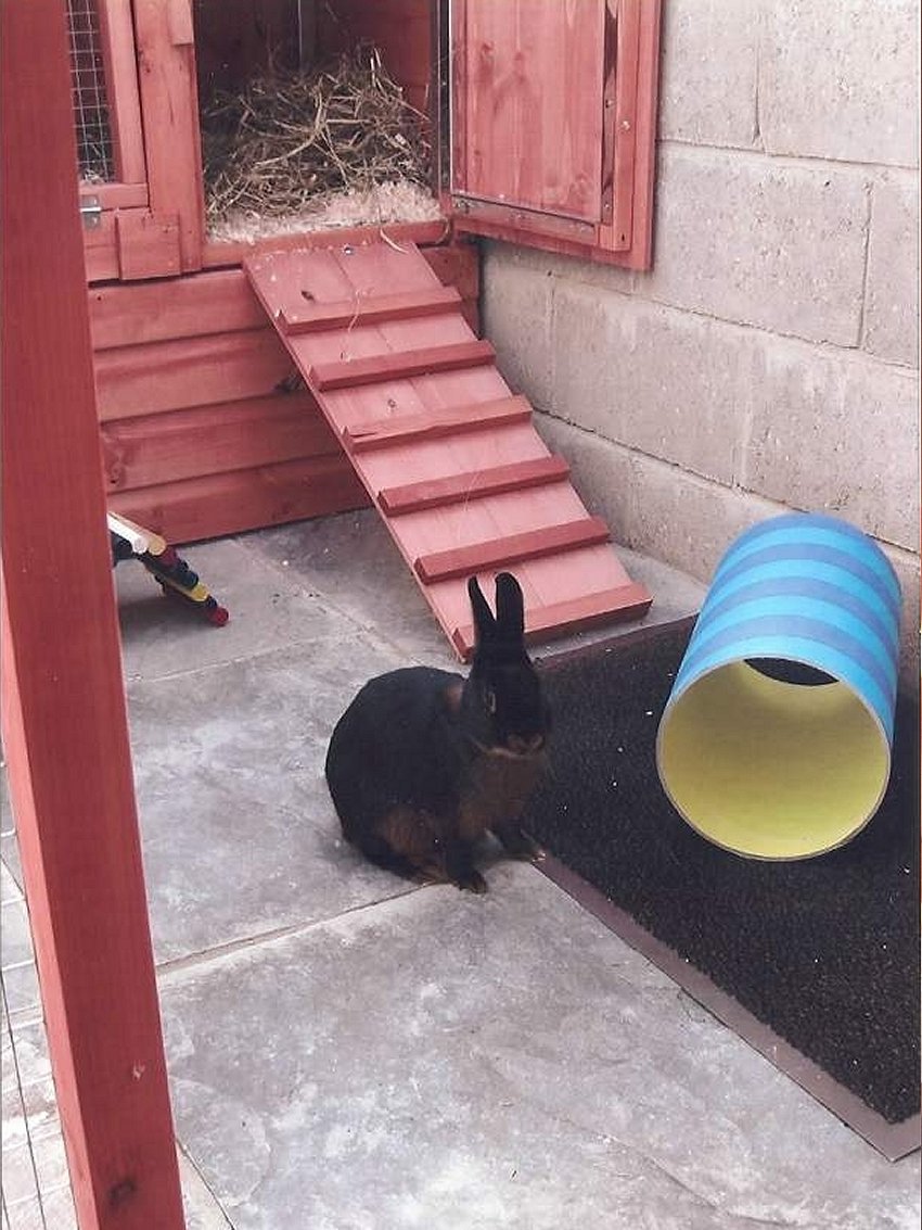 rabbit boarding Fareham Hampshire