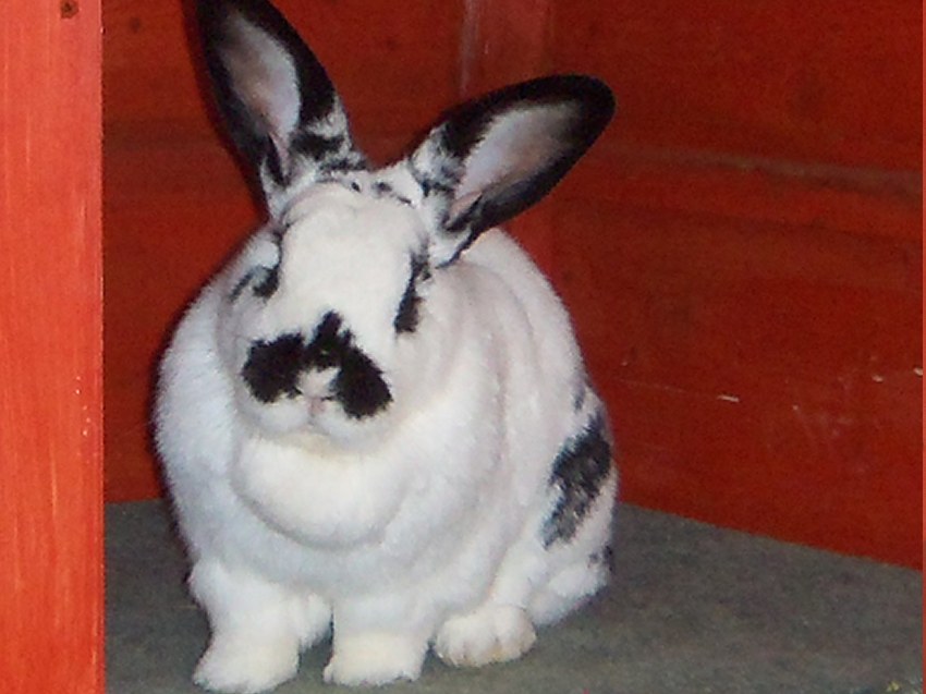 rabbit boarding Fareham Hampshire