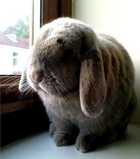 rabbit boarding Fareham Hampshire