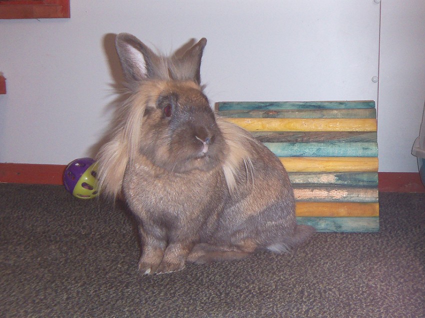 rabbit boarding Fareham Hampshire