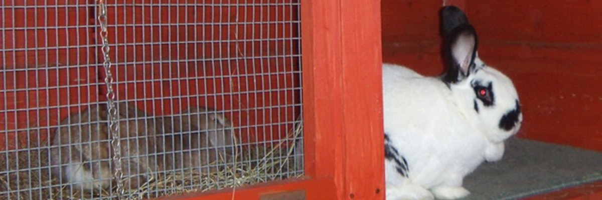 rabbit boarding Fareham Hampshire