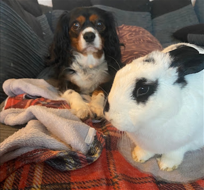 rabbit boarding Fareham Hampshire